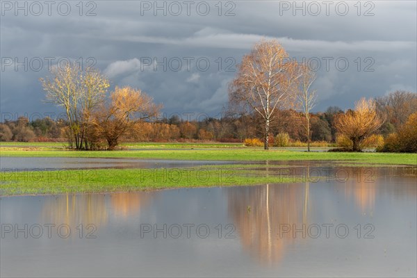 Reflected trees in a flooded meadow after heavy storms. Landscape in autumn. Bas-Rhin