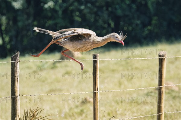 Red-legged Seriema