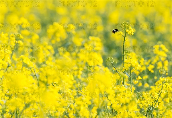 Red-tailed bumblebee