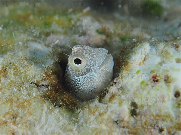 A tiny blue-bellied combfish