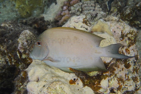 Pinstripe bristle-toothed dolphin