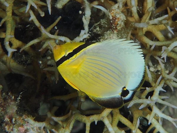 Juvenile red sea butterflyfish
