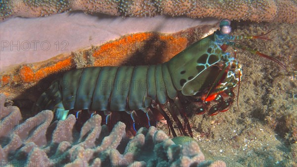 Peacock mantis shrimp