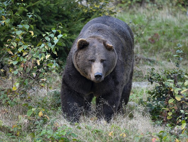 Brown bear