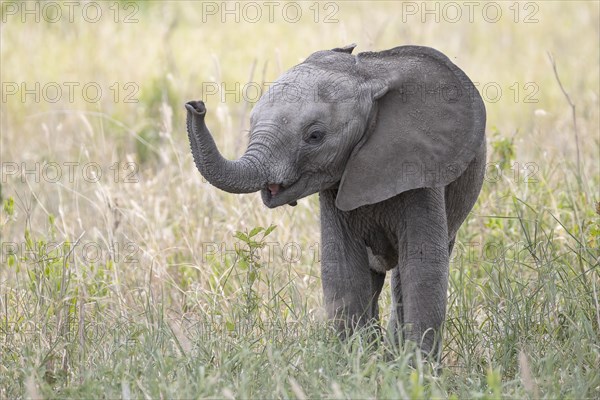 African elephant