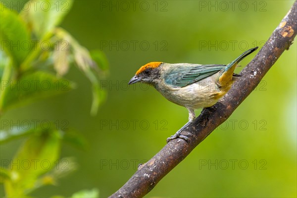 Red-crowned tanager