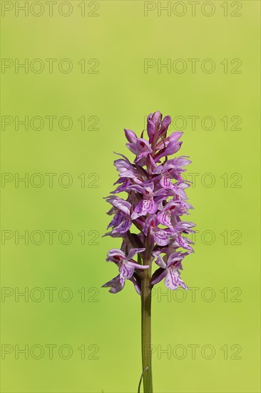 Moorland spotted orchid