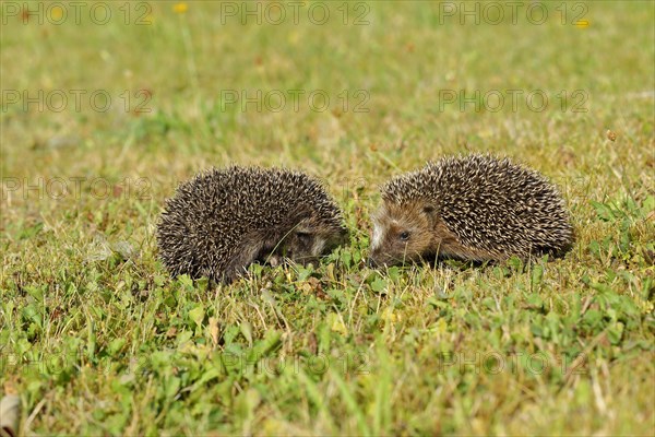 European hedgehog