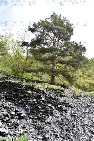 Disused slate mine with overburden in the valley of the Kyrbach near Oberkirn in Hunsrueck