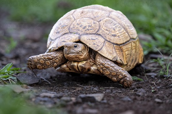 Leopard tortoise