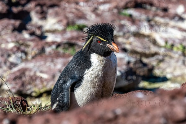 Southern rockhopper penguin