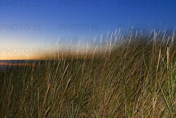 Dune landscape in the evening light on the North Sea island of Langeoog
