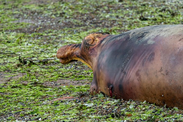 Southern right whale