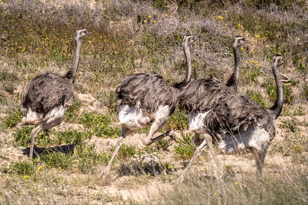 Greater rhea