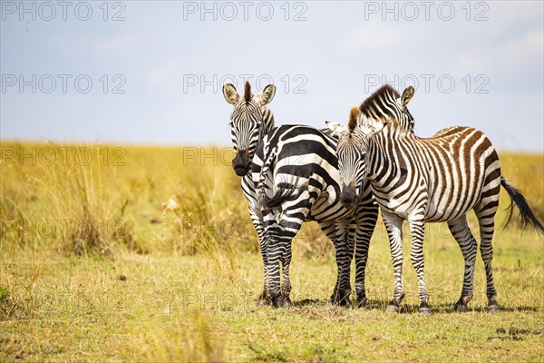 Plains zebra