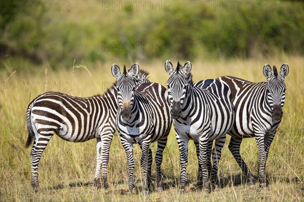 Plains zebra