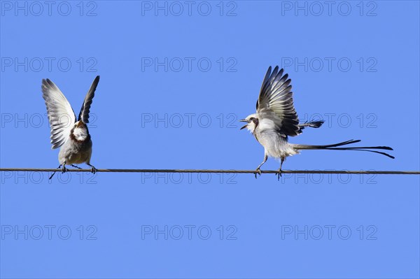 Courtship display of a couple of Streamer-tailed Tyrant