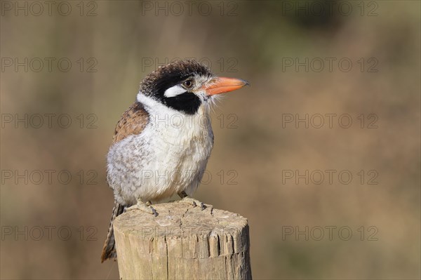 White-eared Puffbird