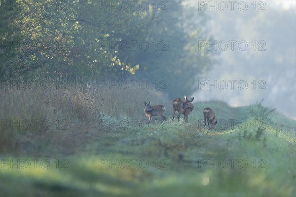 European roe deer