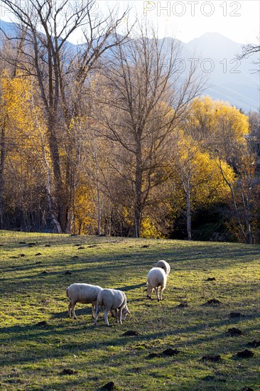 Sheep on a farm in the Cerdanya area in the province of Gerona in Catalonia in Spain