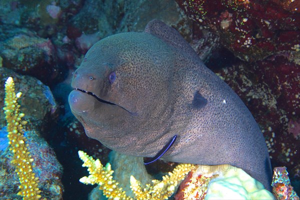 Close-up of giant moray