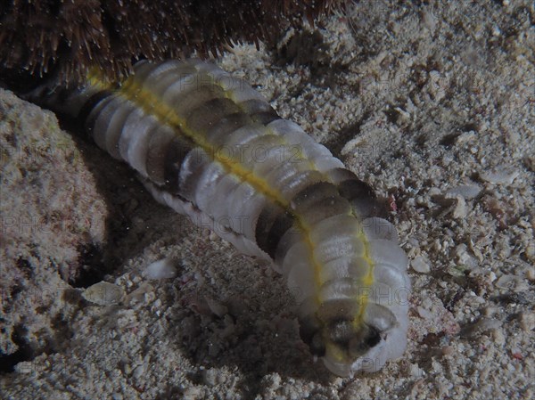 Worm sea cucumber