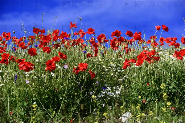 Poppy flowers