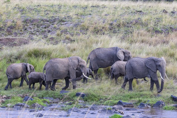 African elephant