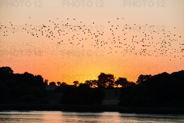 A flock of starlings or common starlings