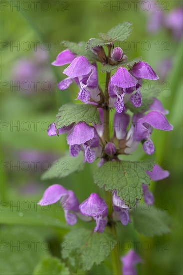 Red deadnettle