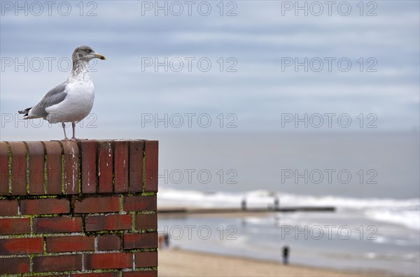 European herring gull