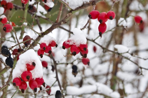 Rosehips in winter with snow