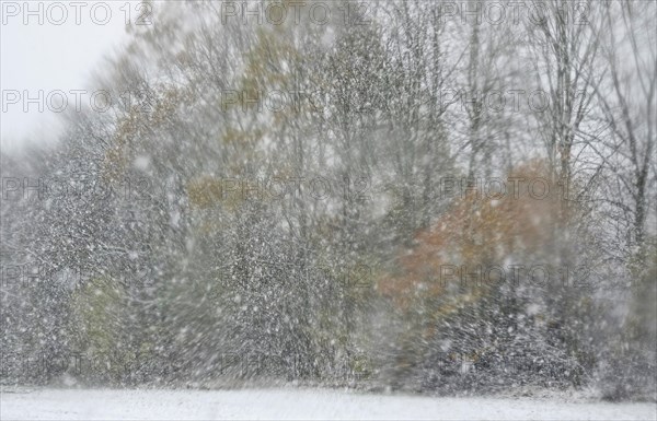 Forest in winter with snow