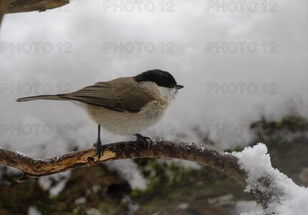 Marsh tit