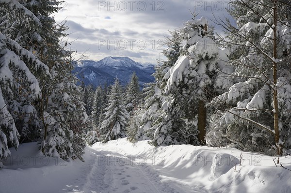 View from the Neureuth to the Hirschberg in winter