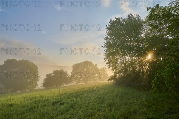 Meadow