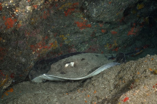 Round stingray