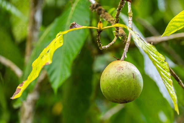 Calabash tree fruit