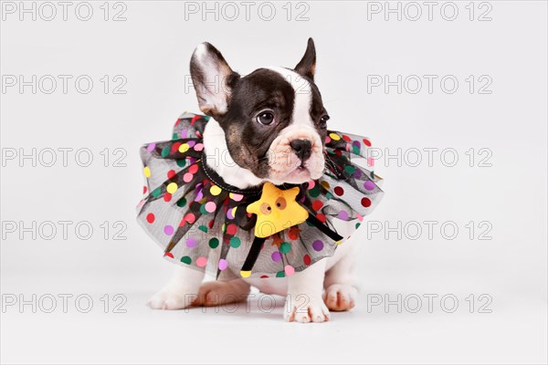 Pied French Bulldog dog puppy with lace collar sitting on white background