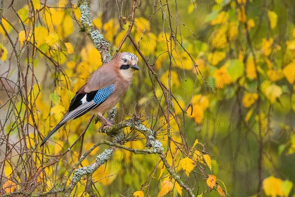 Eurasian jay