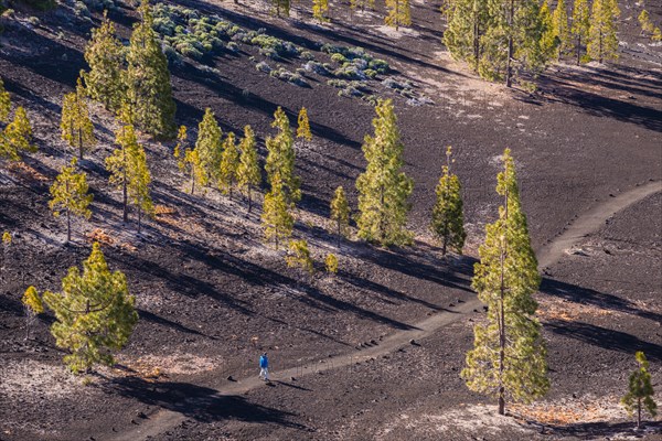 Canary Island pines