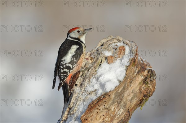 Middle Spotted Woodpecker