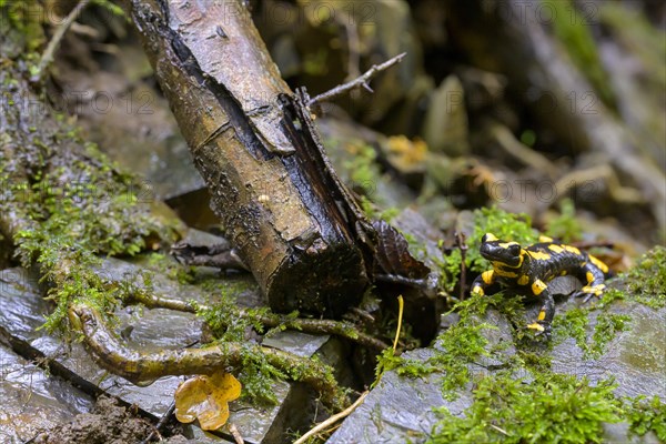 Fire salamander