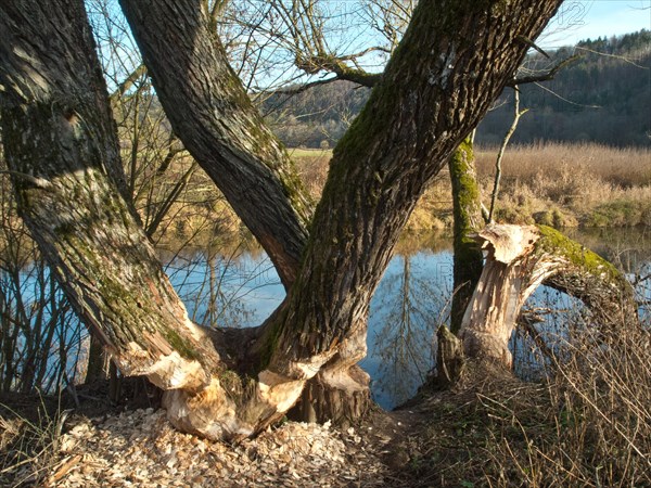 Trees gnawed by beavers