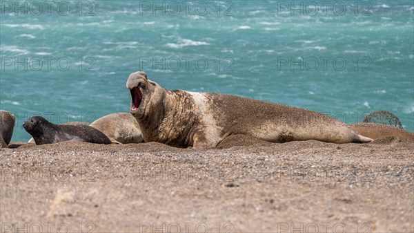 Southern elephant seal