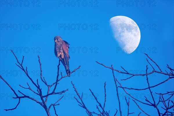 Common kestrel