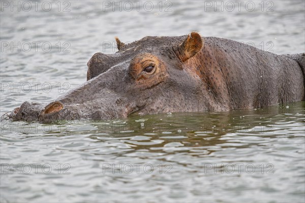 Hippopotamus