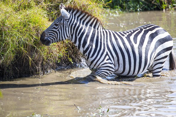 Plains zebra