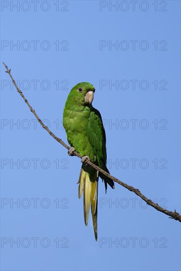 White-eyed Parakeet