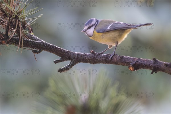 Blue Tit